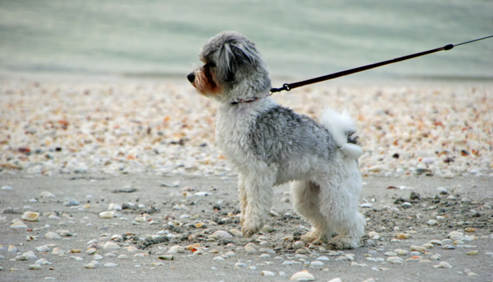 10 dicas para passear com cães que todos deveriam saber