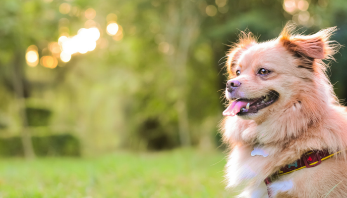 10 hundpromenadtips som alla borde veta