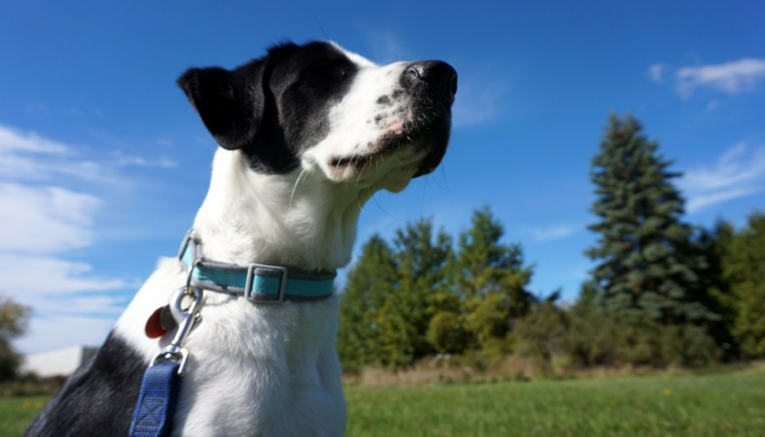 10 dicas para passear com cães que todos deveriam saber