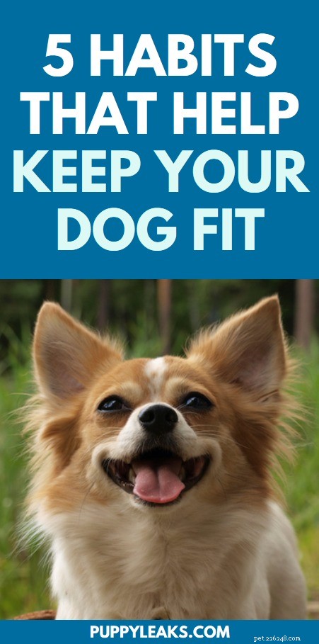 あなたの犬を健康に保つのを助ける5つの毎日の習慣 