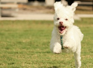 5 habilidades que você pode ensinar ao seu cão brincando