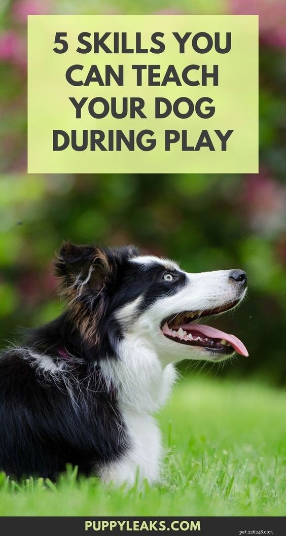 5 compétences que vous pouvez apprendre à votre chien en jouant
