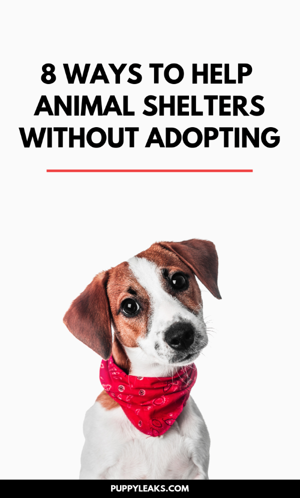 養子縁組せずに避難所の動物を助けることができる8つの方法 
