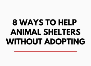 8 способов помочь приютить животных без усыновления