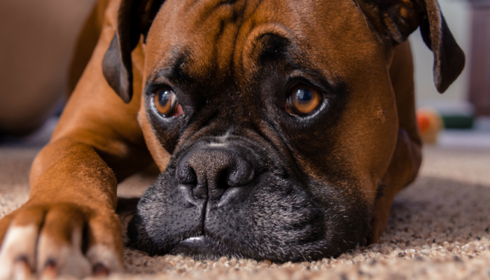 3 misvattingen over het troosten van een angstige hond