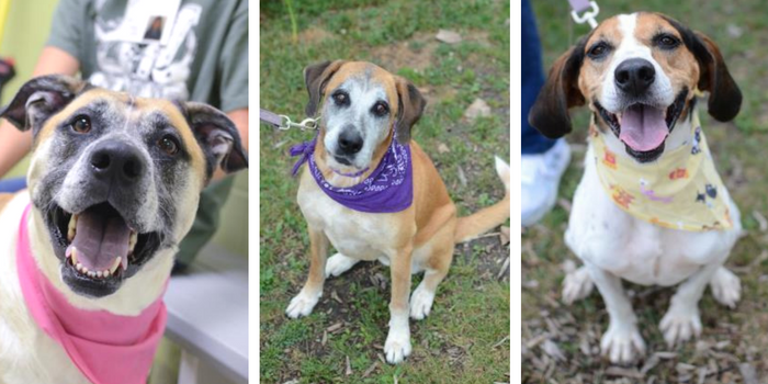 10 skvělých míst k adopci psa v jihovýchodním Michiganu