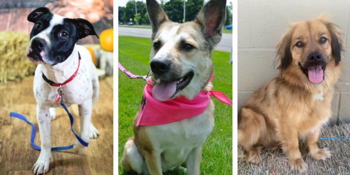 10 skvělých míst k adopci psa v jihovýchodním Michiganu