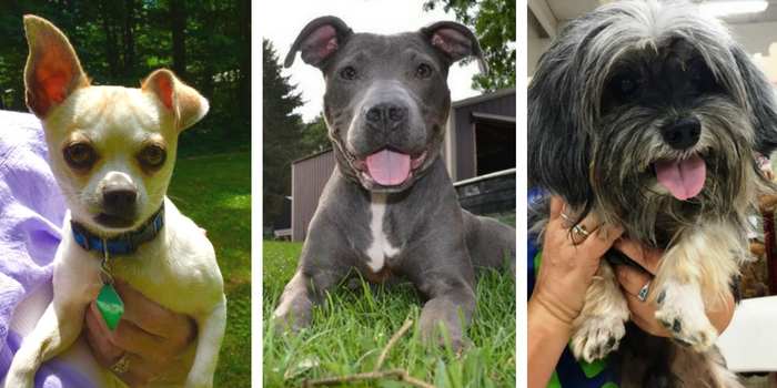 10 bra ställen att adoptera en hund i sydöstra Michigan