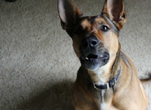 O truque bacana que fez meus cães parar de latir