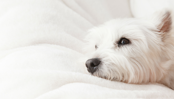 10 manieren om uw artritische hond comfortabel te houden