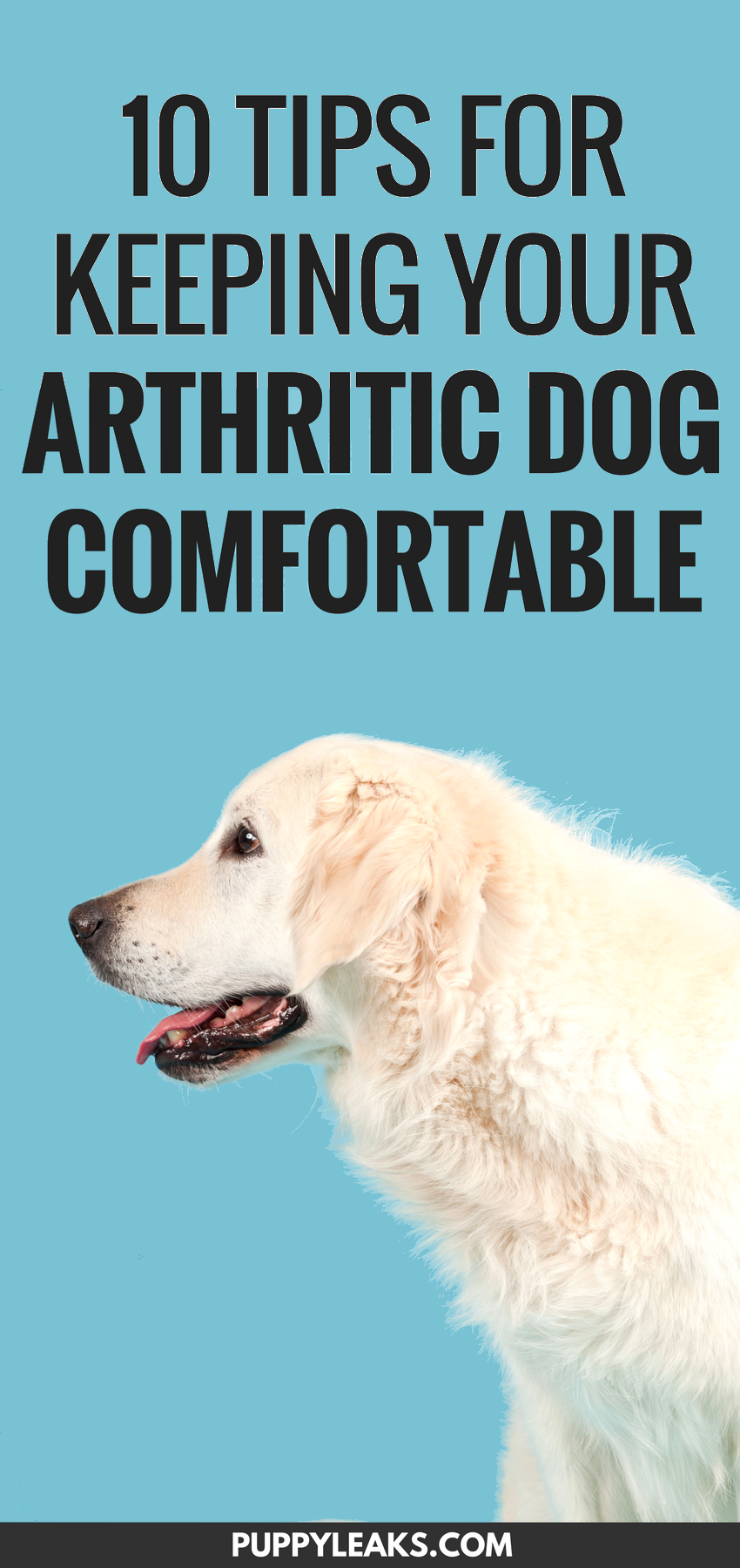 10 sätt att hålla din artritiska hund bekväm