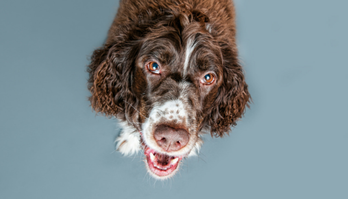 관절염이 있는 강아지를 편안하게 유지하는 10가지 방법