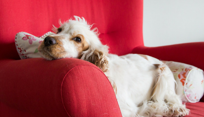 10 modi per aiutare a mantenere il tuo cane artritico a proprio agio