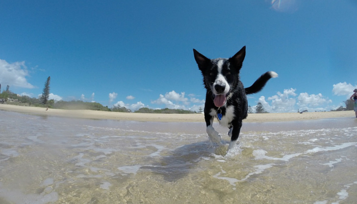Des études montrent que la natation améliore la mobilité des chiens
