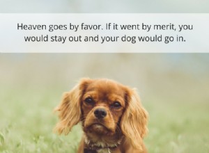 30 цитат о потере собаки и преодолении горя