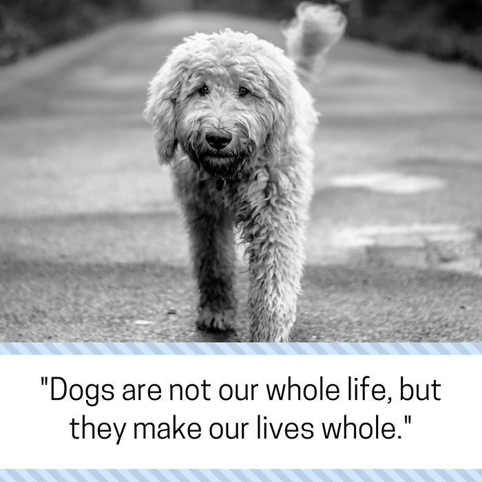 30 citat om att förlora en hund och hantera sorg