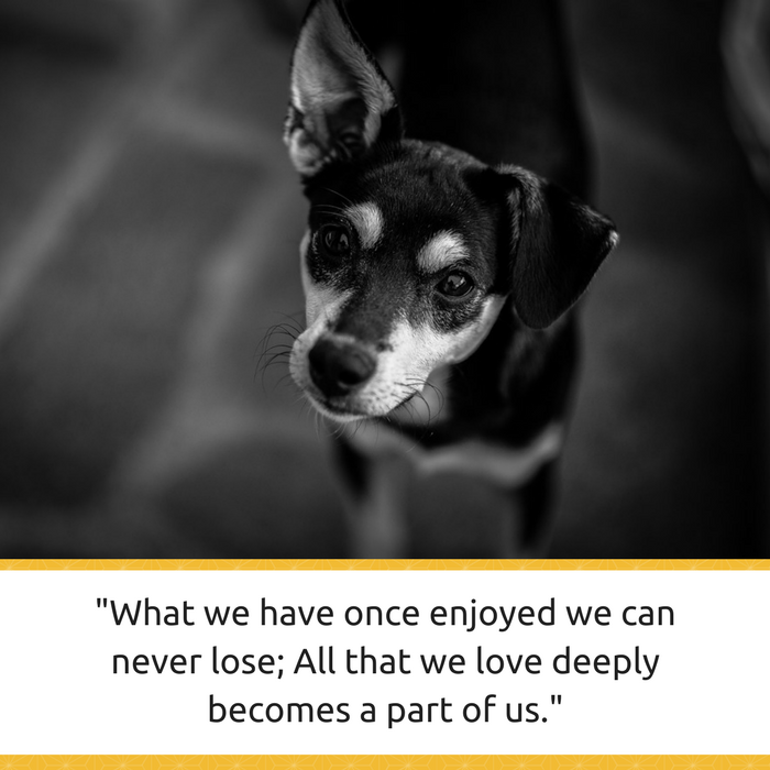 30 citations sur la perte d un chien et la gestion du deuil