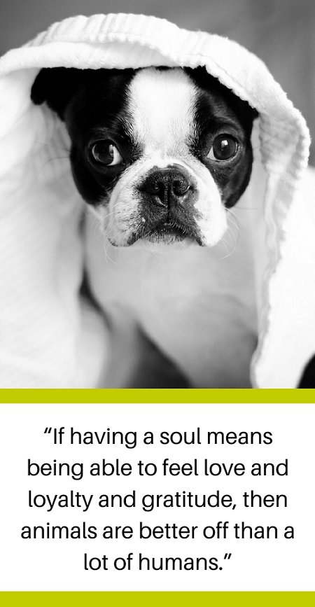 30 citaten over het verliezen van een hond en het omgaan met verdriet