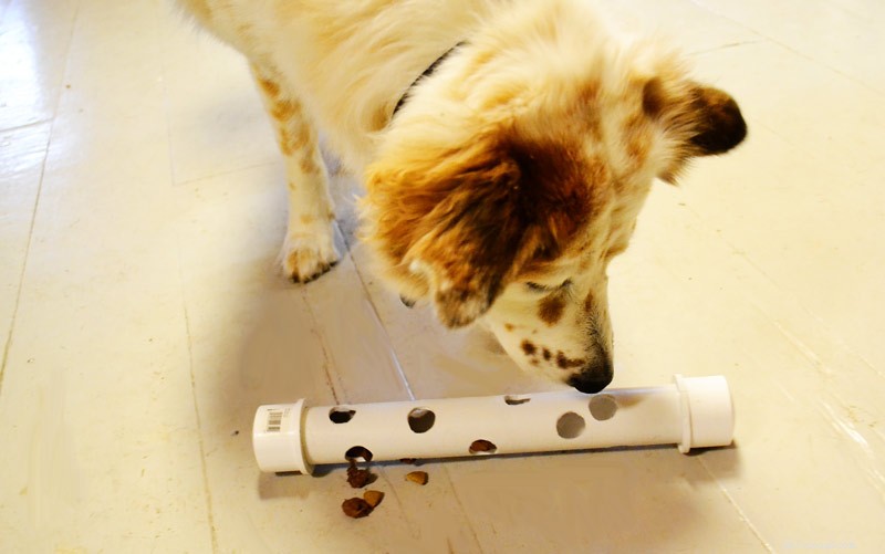 10 eenvoudig te maken doe-het-zelf hondenspeelgoed