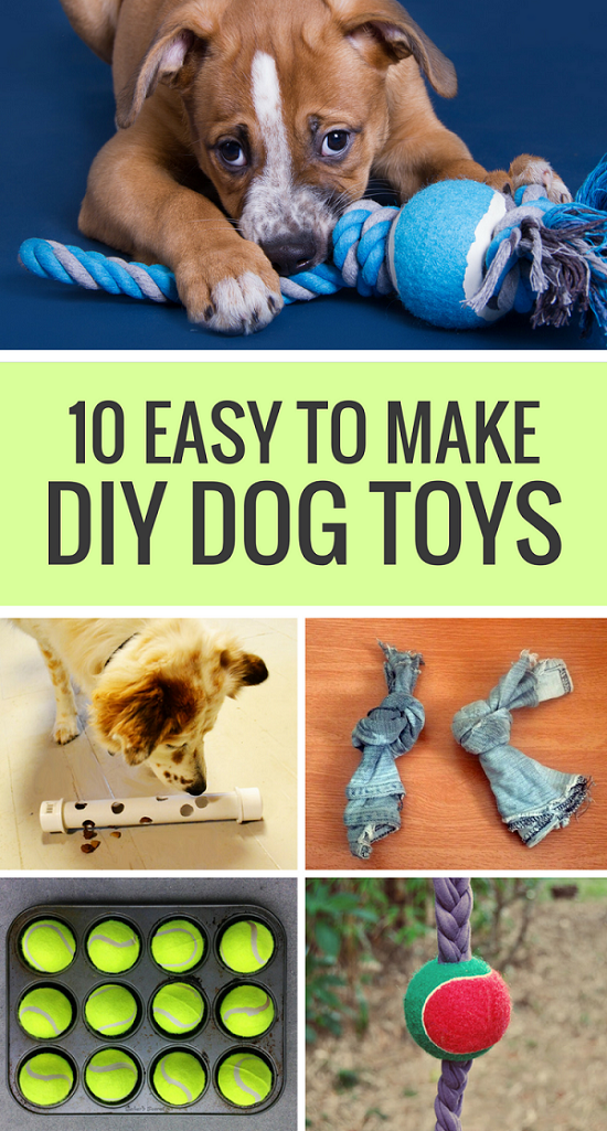 10 brinquedos caseiros fáceis de fazer para cães