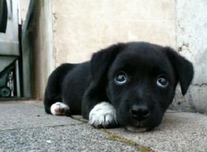 Por que não posso julgar todos que entregaram um animal de estimação