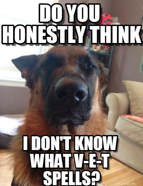 Confession :Mon chien est super difficile, et c est probablement de ma faute