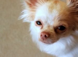 Por que os cães guardam sua comida?