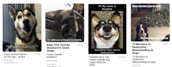 20 fantastiska Pinterest-anslagstavlor för hundälskare att följa