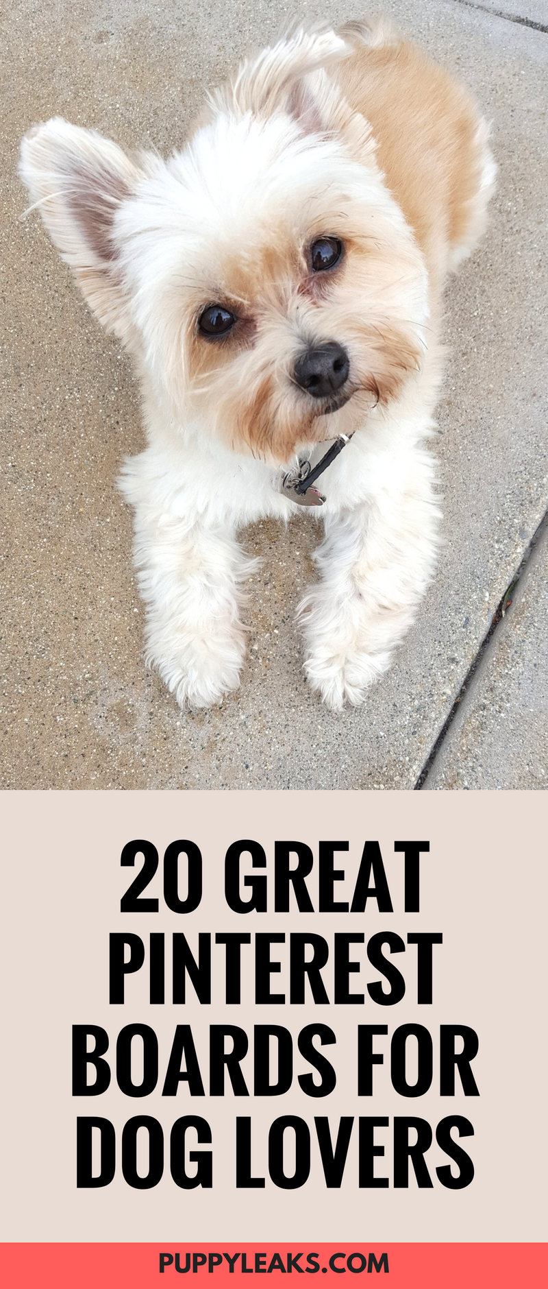 20 geweldige Pinterest-borden voor hondenliefhebbers om te volgen