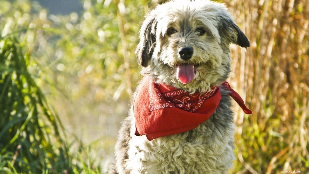 15 consigli per la sicurezza del tuo cane durante la stagione di caccia