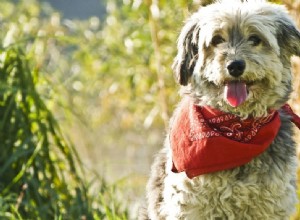 狩猟シーズン中のあなたの犬のための15の安全のヒント 