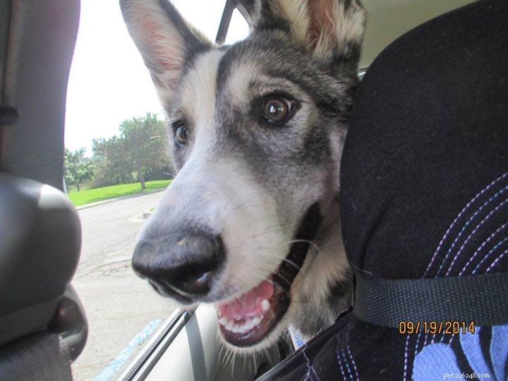 12 cães de abrigo sorrindo após serem adotados