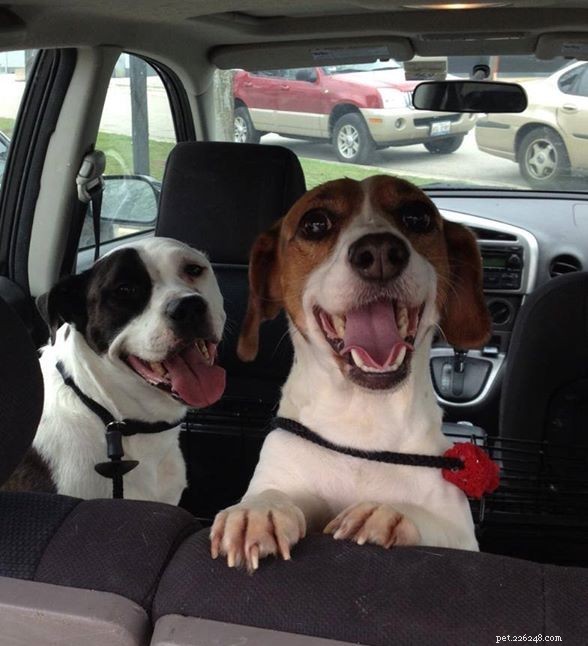 12 cães de abrigo sorrindo após serem adotados