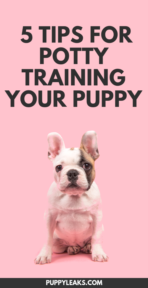 강아지 배변 훈련을 위한 5가지 간단한 팁