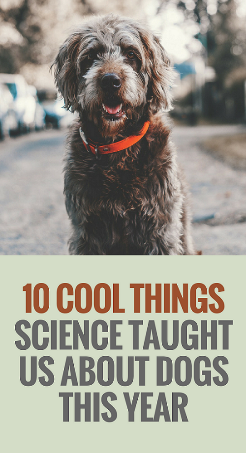2016년에 과학이 우리에게 개에 관해 가르쳐 준 멋진 것들 10가지
