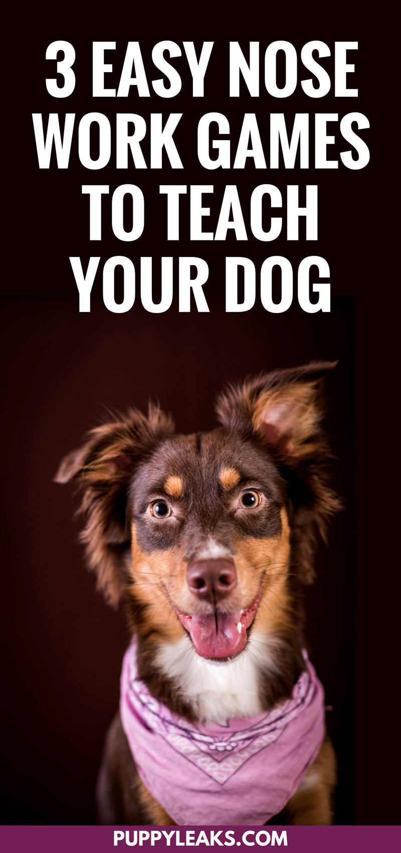 あなたの犬と遊ぶための3つの簡単な鼻の仕事のゲーム 