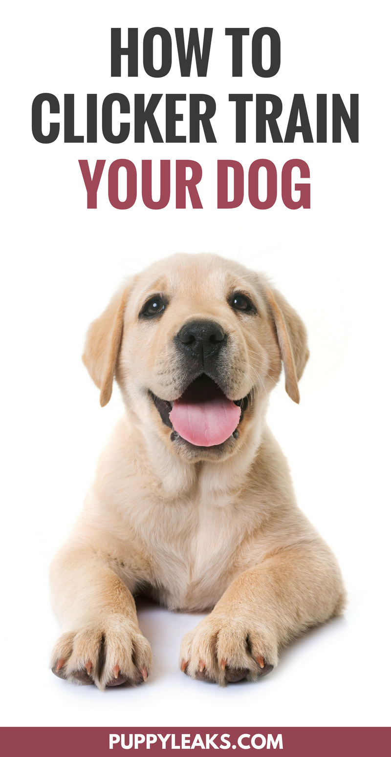Come iniziare ad addestrare il tuo cane con Clicker