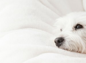 Um truque que ajudou meus cães a ter uma leve ansiedade de separação