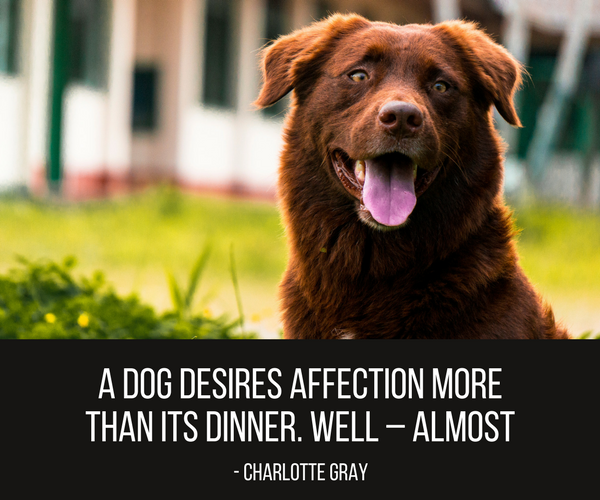 30 citações de cachorros fofos e engraçados