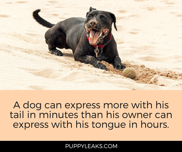 30 citações de cachorros fofos e engraçados