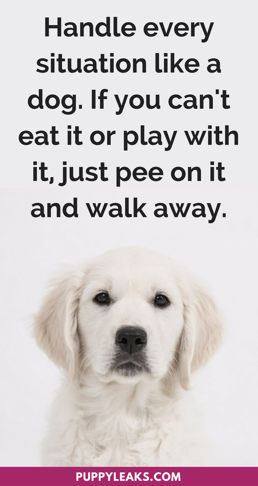 30 citat för söta och roliga hundar