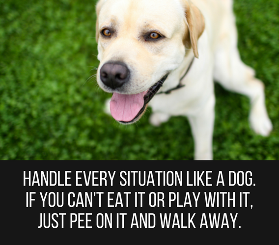 30 citat för söta och roliga hundar