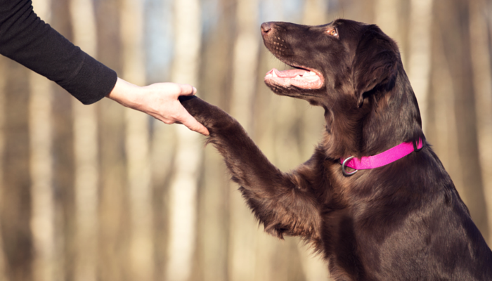 あなたの犬にもっと精神的な刺激を与える10の方法 