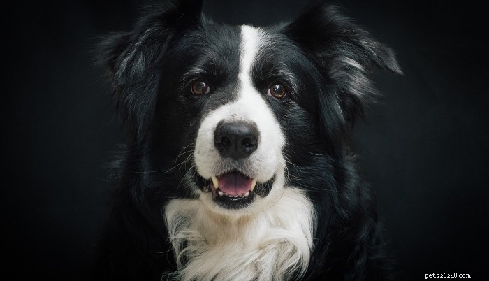 10 способов усилить умственную стимуляцию собаки