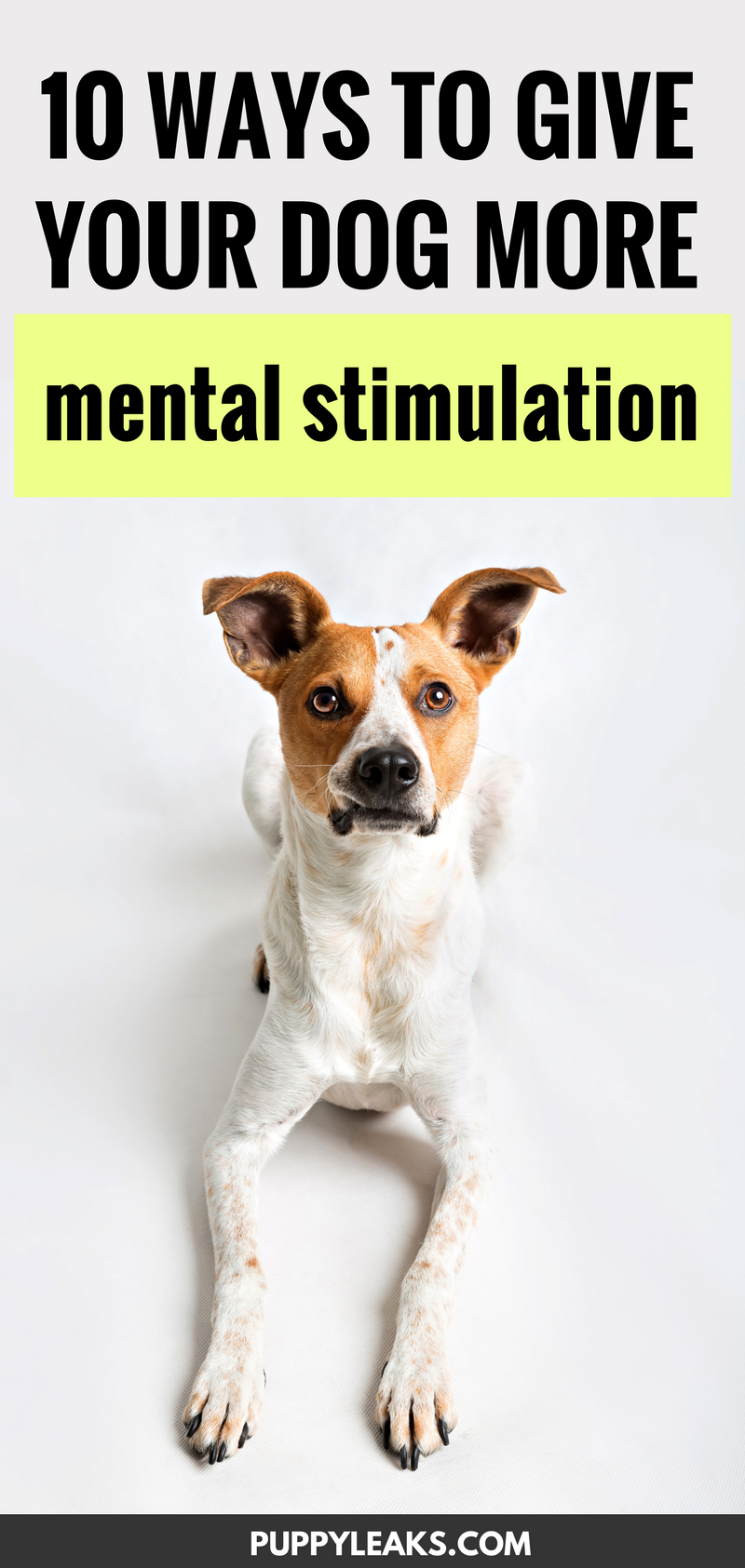 10 modi per dare al tuo cane una maggiore stimolazione mentale