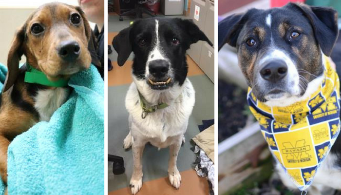 69 Michigan Shelters ziet af van adoptiekosten voor huisdieren op 29 april