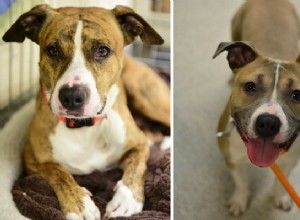 69 michiganských útulků se 29. dubna vzdává poplatků za adopci zvířat