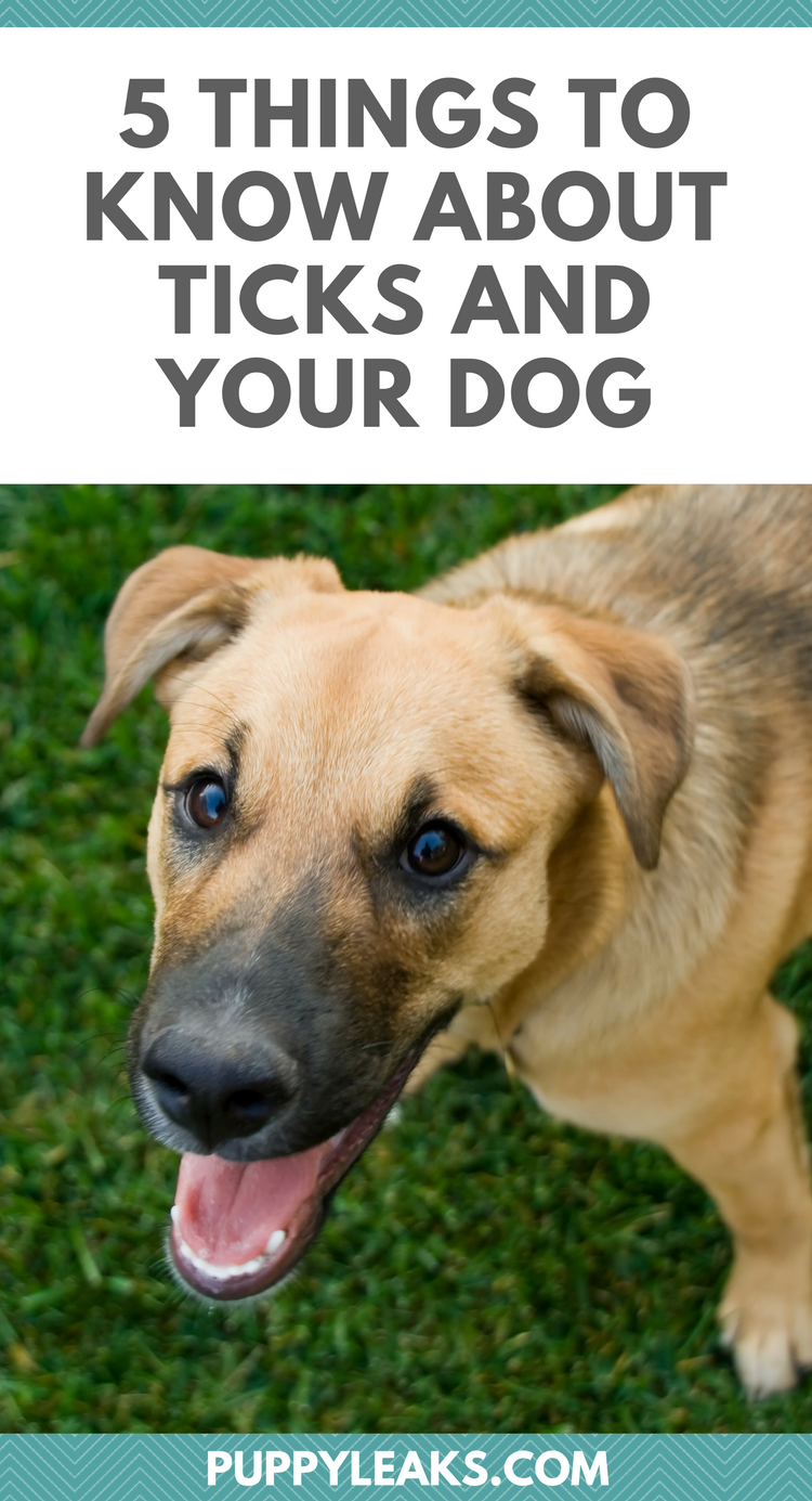 5 dingen die u moet weten over teken en uw hond