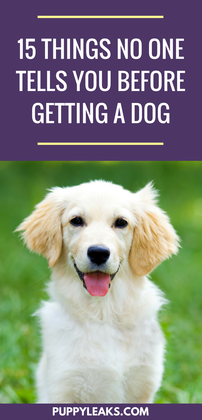 15 вещей, о которых вам никто не говорит перед тем, как завести собаку