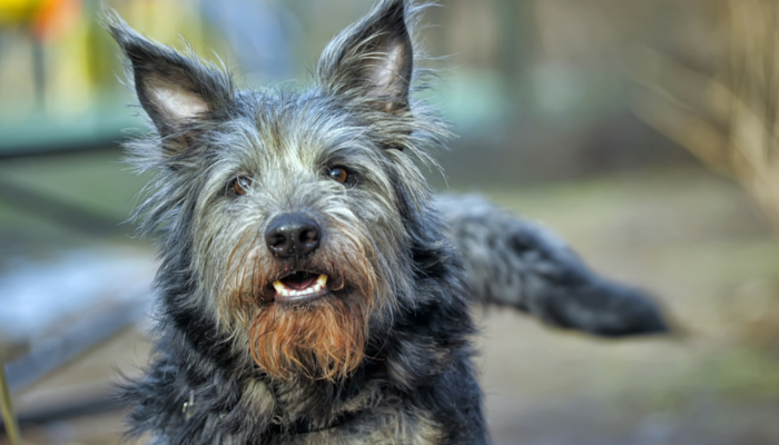 Une étude révèle que les chiens préfèrent gagner des friandises